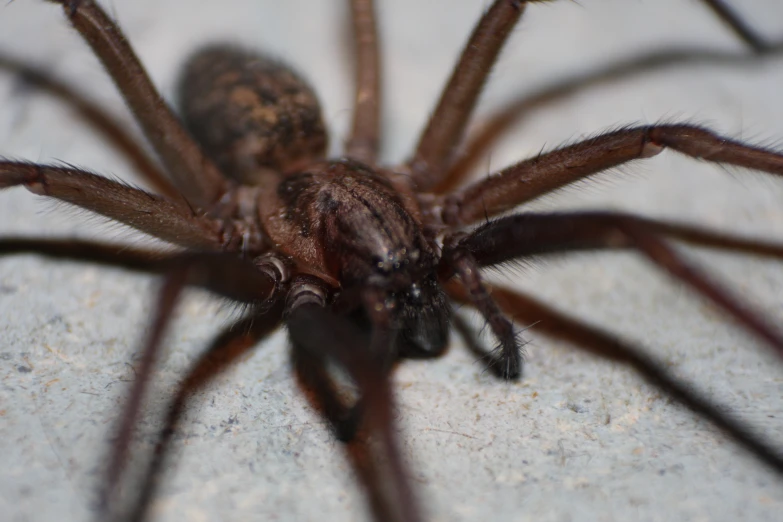 a close up of a spider on the ground