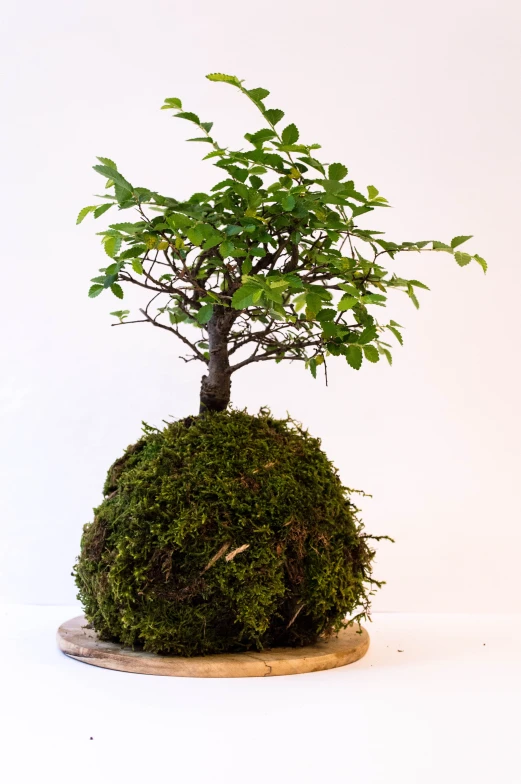a miniature figurine of a tree in moss