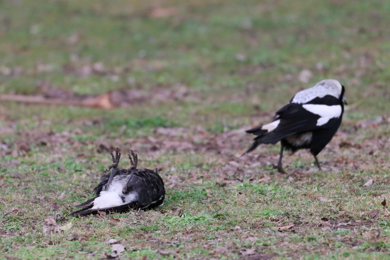 there are two black and white birds standing near each other