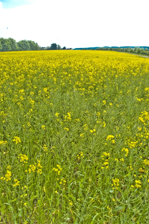 a field of flowers sitting in the middle of a green meadow