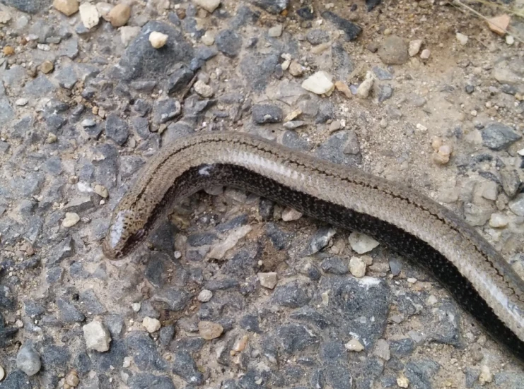 a black and white lizard laying on the ground