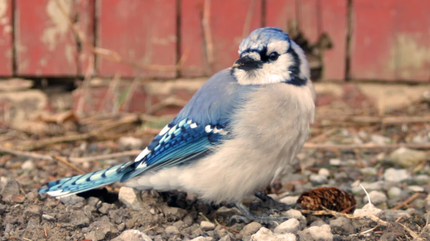 a blue jay standing on a rock with a pine cone