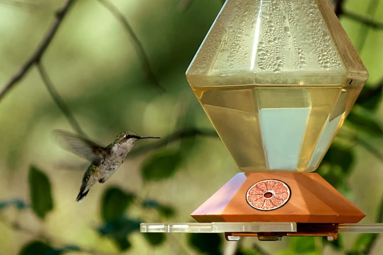 a hummingbird at a feeder flying towards the camera