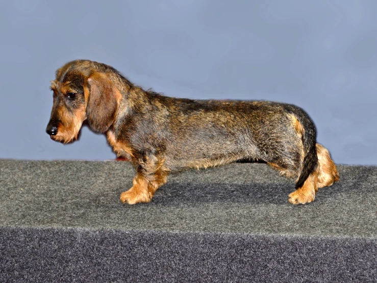 a long haired dachshund dog standing on a carpet