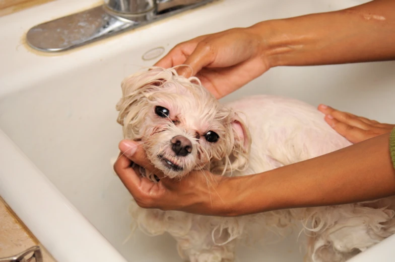 a close up of a person washing a dog