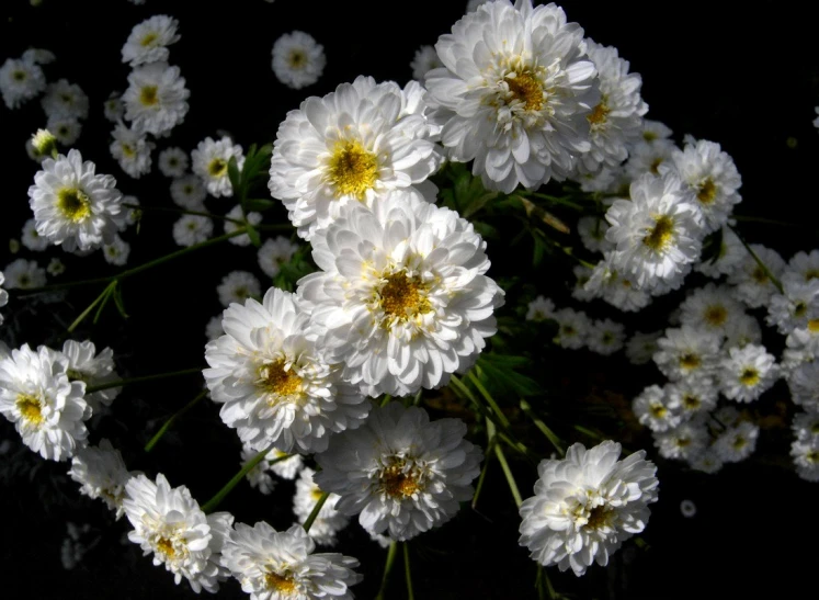 a bunch of white daisies with yellow centers