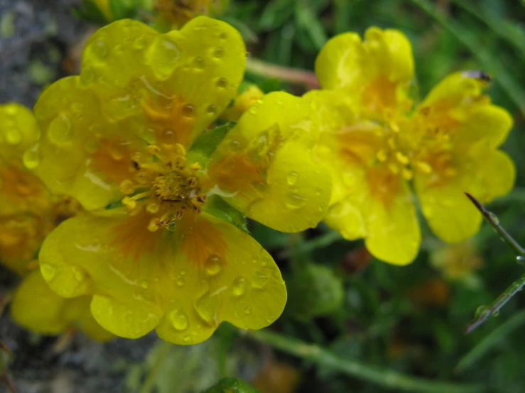 the flowers are very tiny with their dew droplets