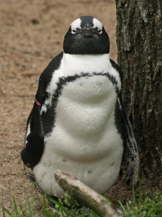 there is a penguin that is sitting in the grass