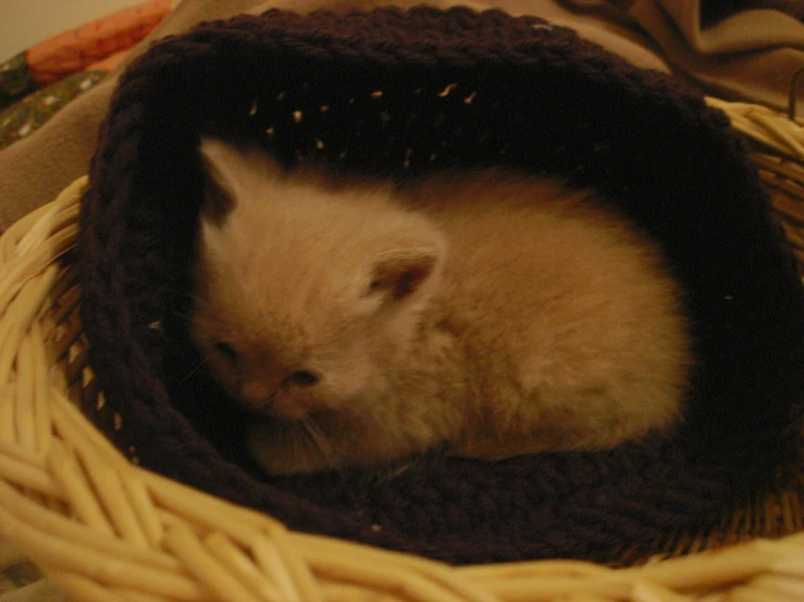 a cat curled up inside a basket on top of a bed