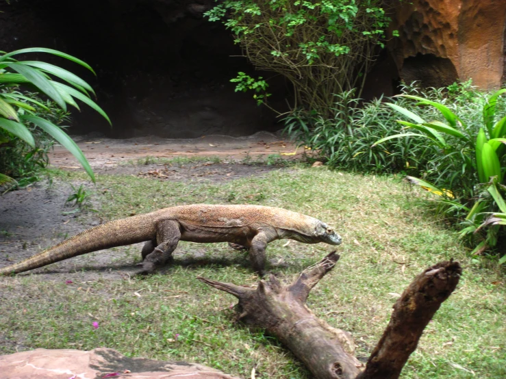 an alligator is walking in the grass near a tree