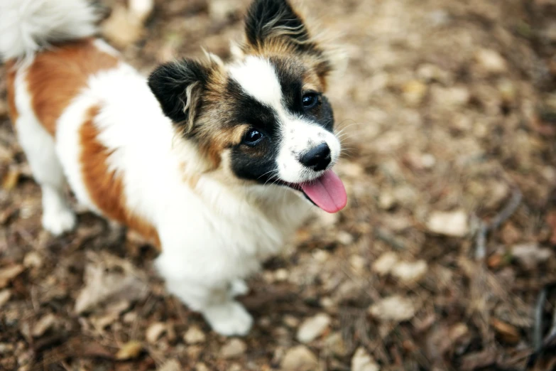 a small dog with a long tongue standing in a pile of leaves