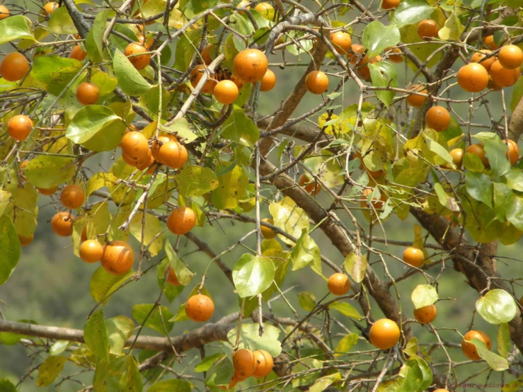 the fruit is hanging from the tree