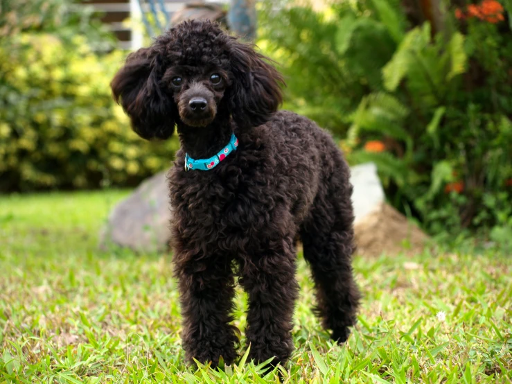 the poodle is looking into the camera while standing on a grassy field
