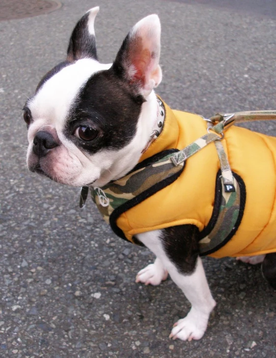 a small boston terrier in a yellow coat