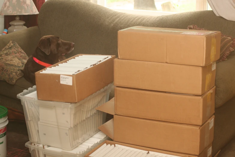 a dog stares out from between the boxes