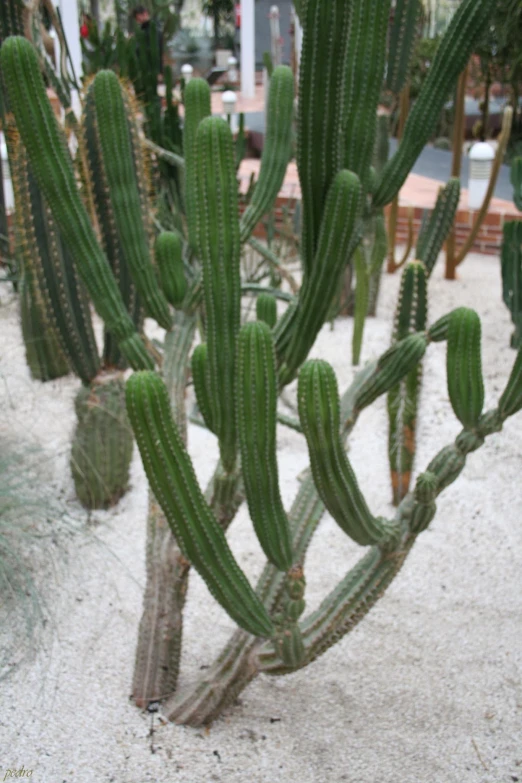 the cactus is a long stem with a large head