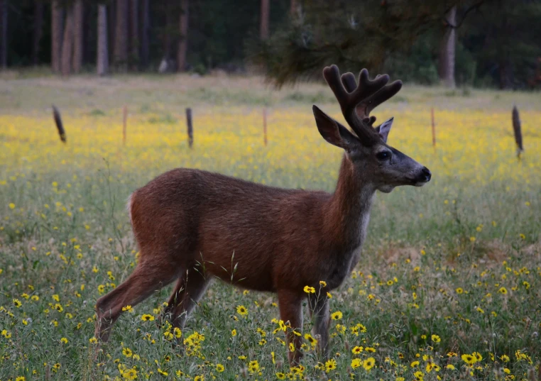 a deer is standing in a field of flowers