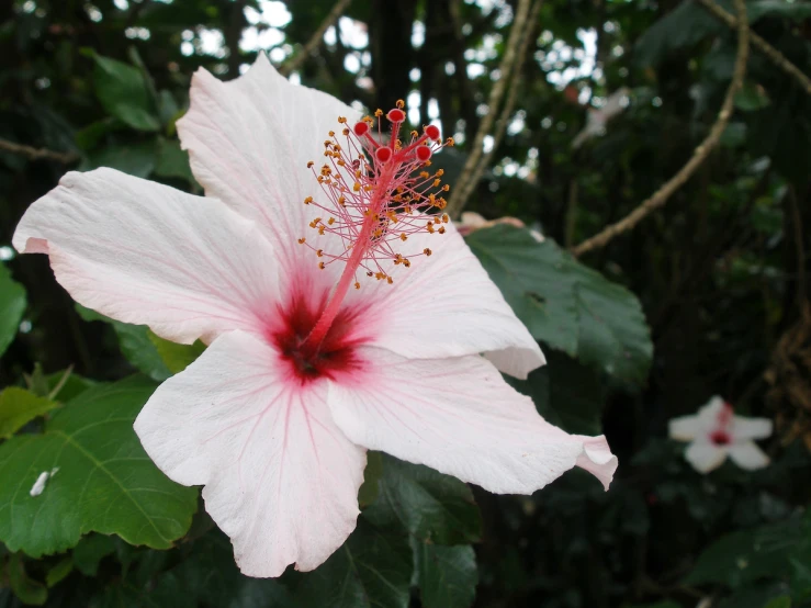 a pink flower with red stamen and leaves in the background