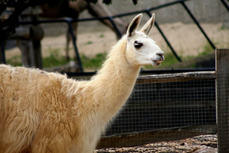 a llama in an enclosed area looking toward the camera