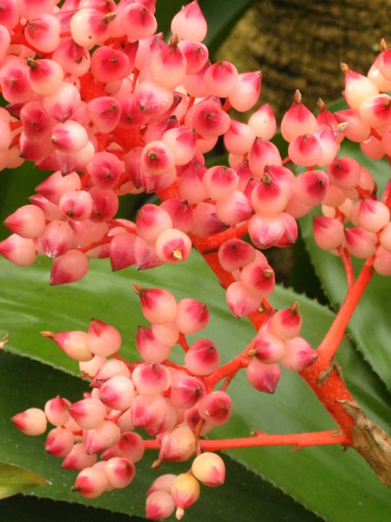 red flowers bloom on green leaves in the rain