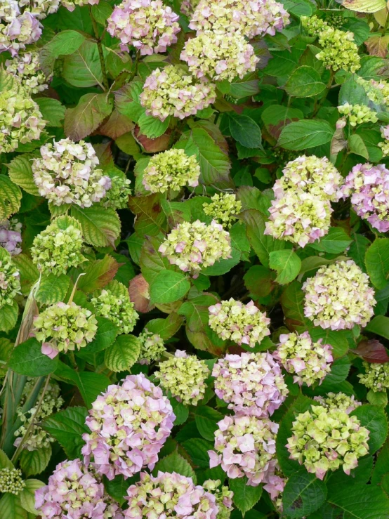 various flowers growing on the leaves of a shrub