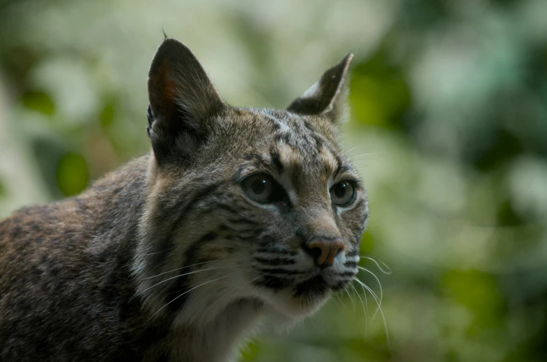 a large brown cat standing outside on some dirt