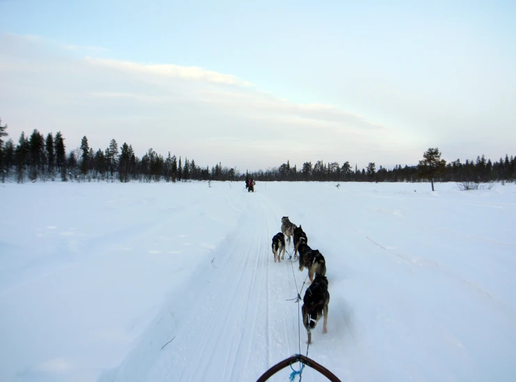 a group of people riding skis down a snow covered field