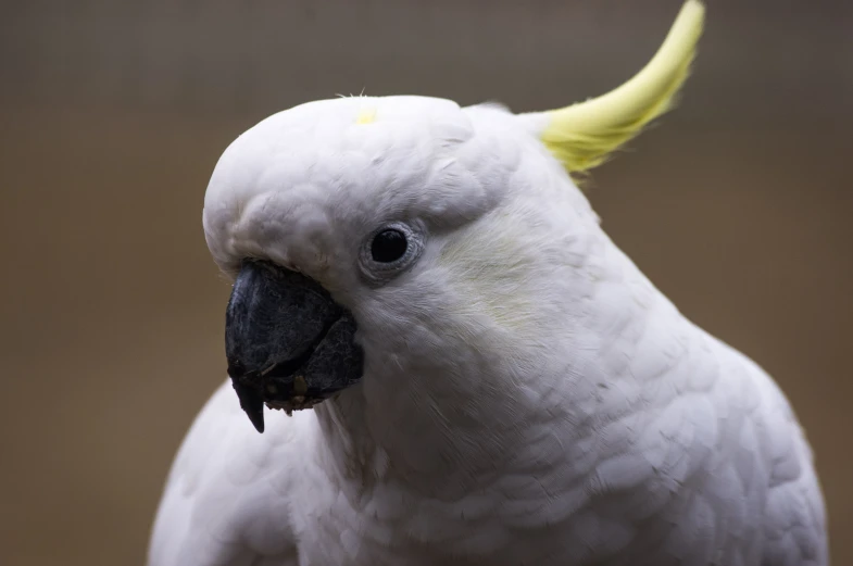 a large white bird with long yellow wings