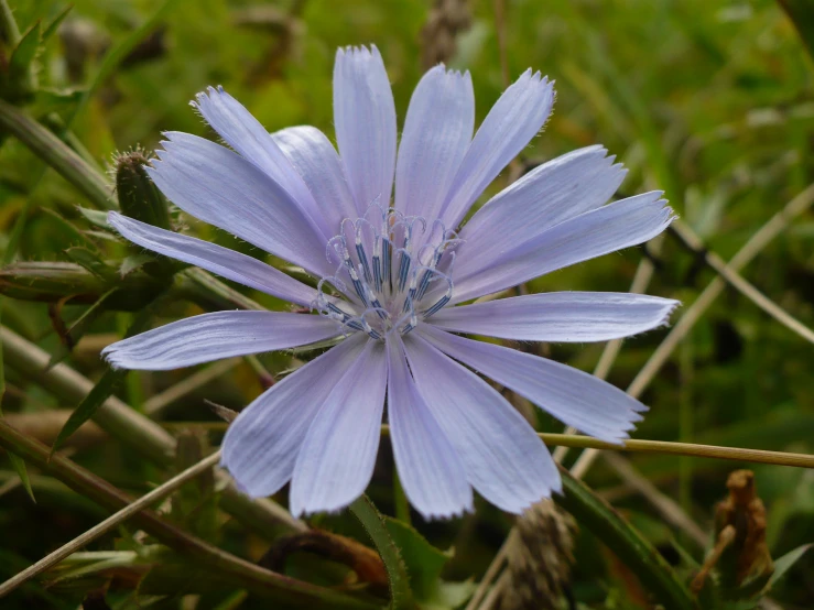 a flower sitting in the middle of some grass