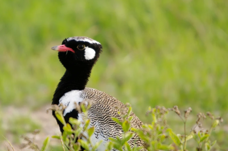 a bird that is standing in some grass