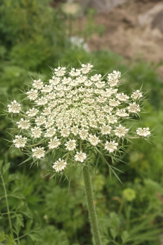 a white flower is sitting in a field