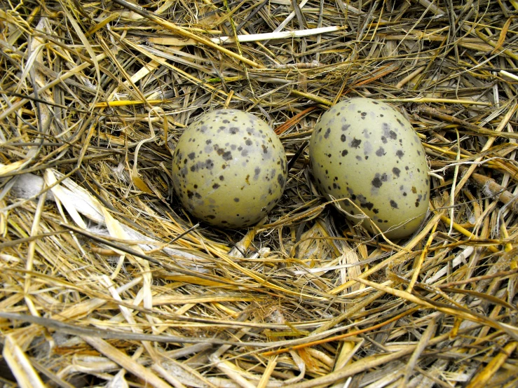 three black dots are on the top of two eggs