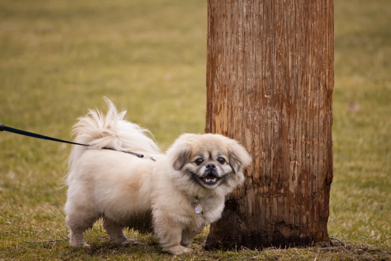 small furry dog standing by a tall tree