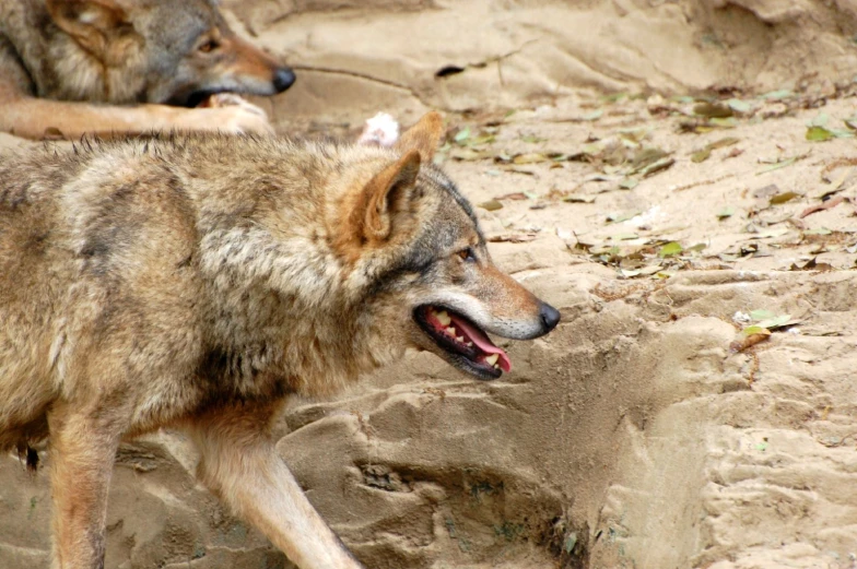 two gray wolfs are walking around outside