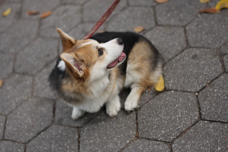 a small dog that is looking up on a leash