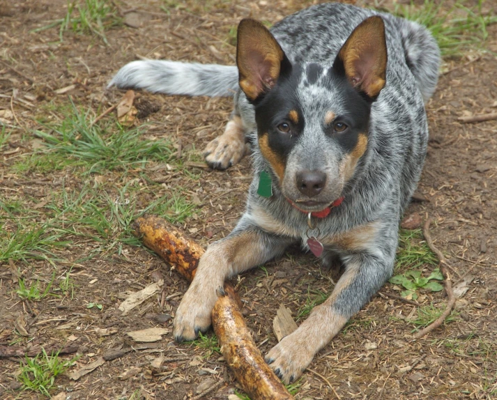 an image of a dog that is sitting with a big stick