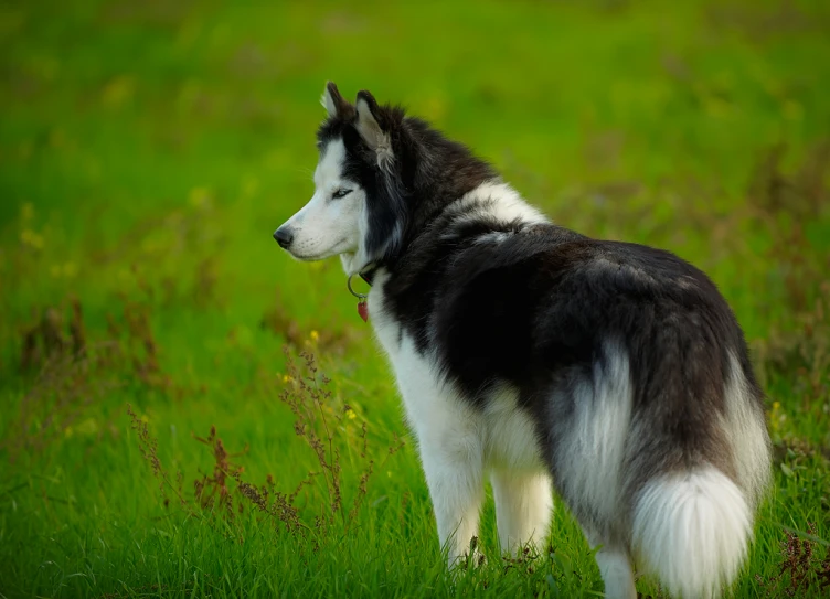 a husky dog standing alone in a grassy field