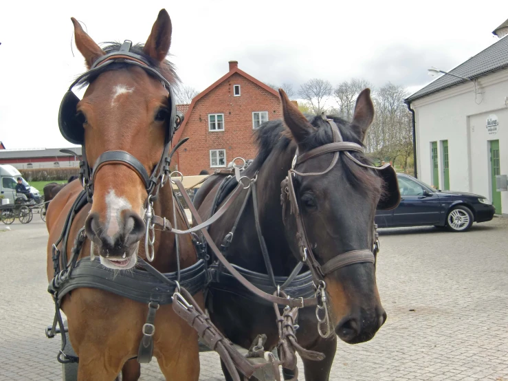 two horses standing beside each other in front of a barn