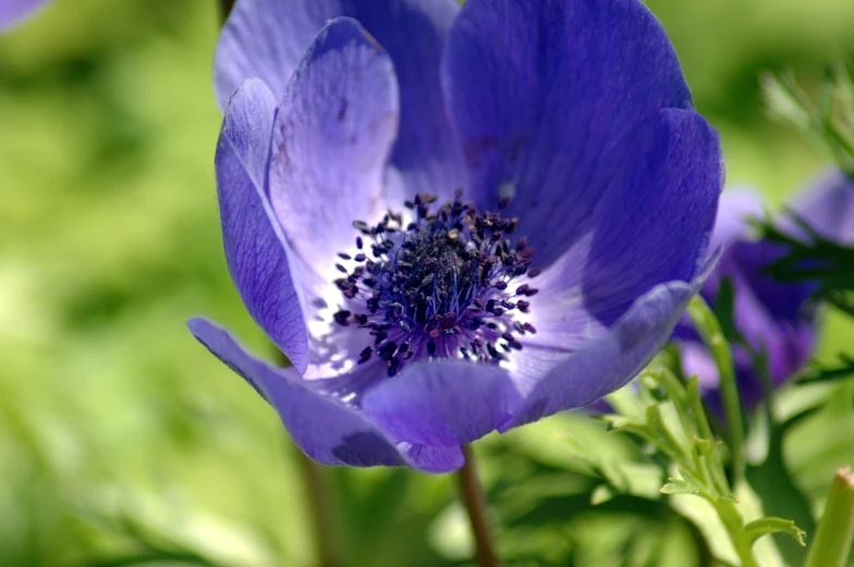 a close up of a purple flower on a stem