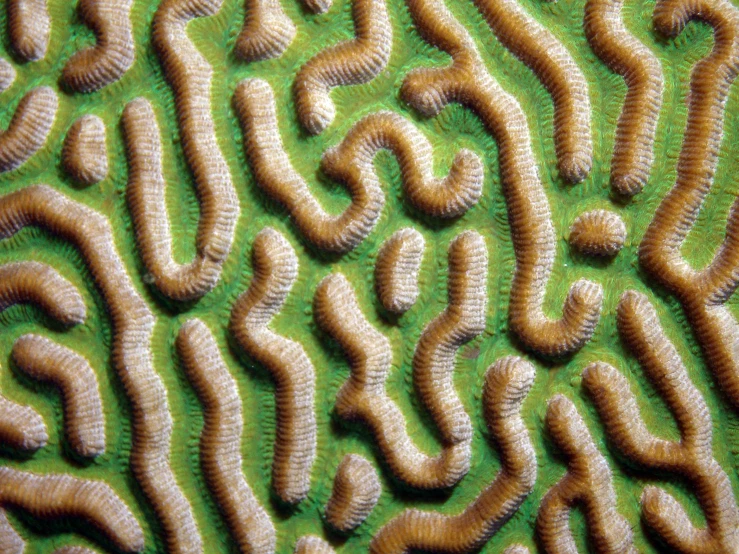 the skin of a sea urchin is green and brown