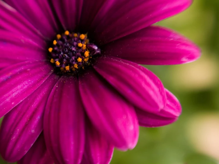 a purple flower with some leaves in the background