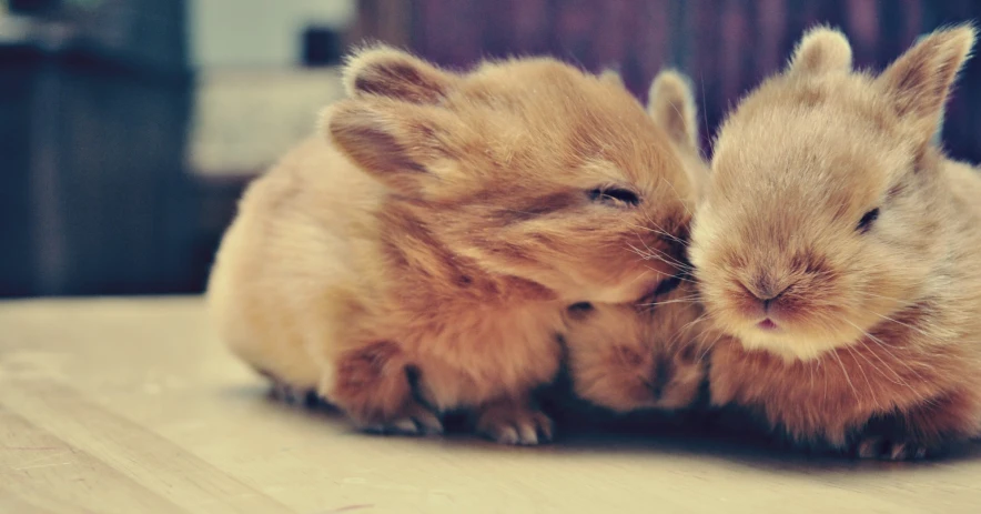 two adorable rabbits laying on top of a table