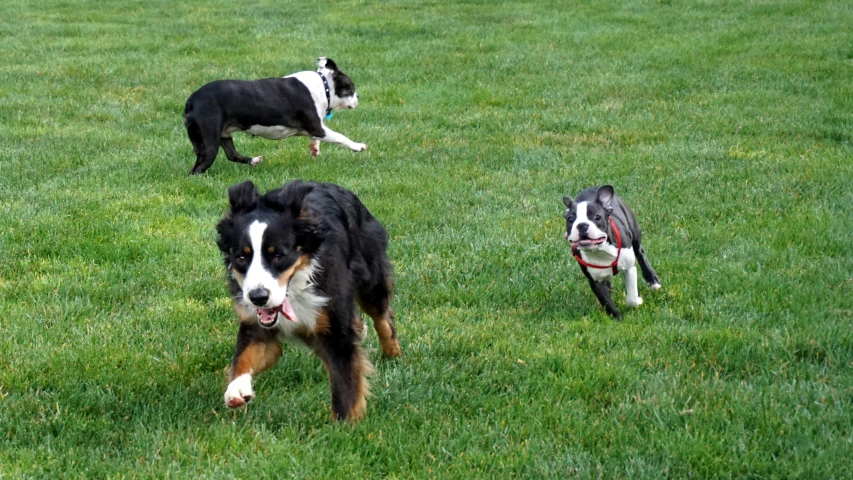 three dogs in a grassy area playing with each other