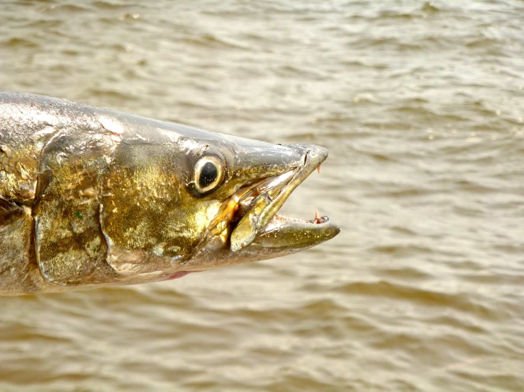 a fish that is swimming near water