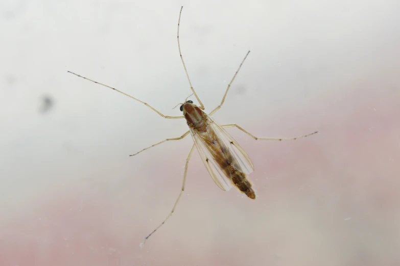 mosquito with long legs hanging upside down in the air