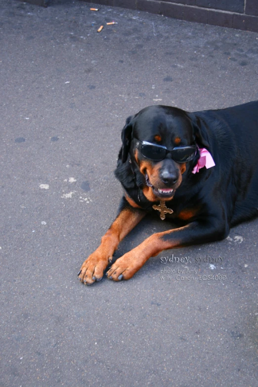 a dog that is laying on the ground