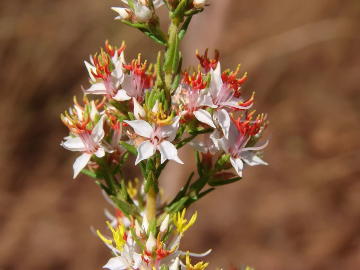 a white and red flower is shown in front of a brown background