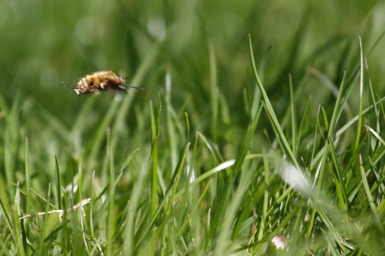 a bee in the air above some grass