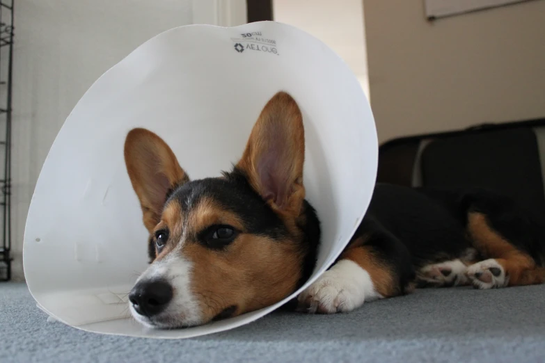 a dog is wearing a cone on its head