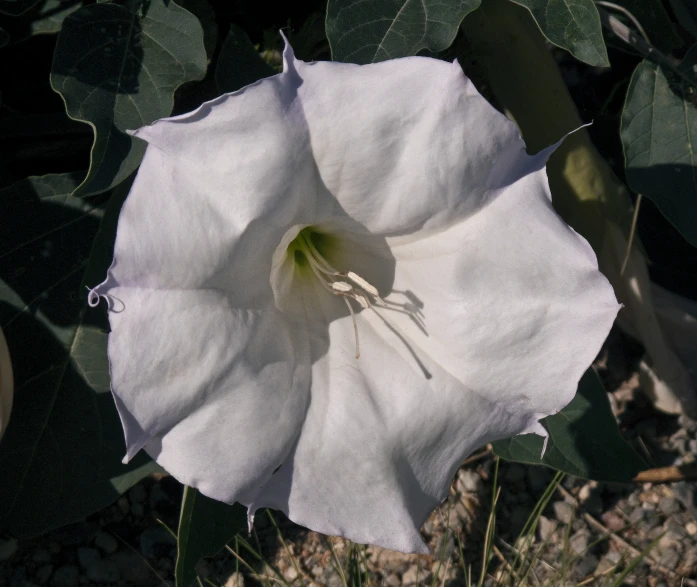 a white flower in the sunlight between some plants